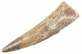 Fossil Spinosaurus Tooth - Real Dinosaur Tooth #360173-1